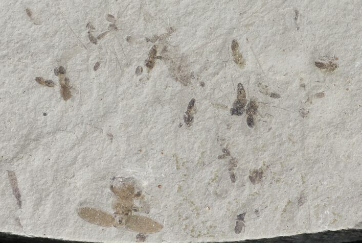 Fossil Insect Cluster (Beetle and Flies)- Green River Formation, Utah #109207